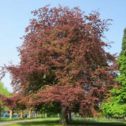 Beech, purple